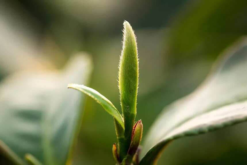 绿茶冲泡后茶汤为何变浑浊？看懂这三点，让你不再摸不着头脑