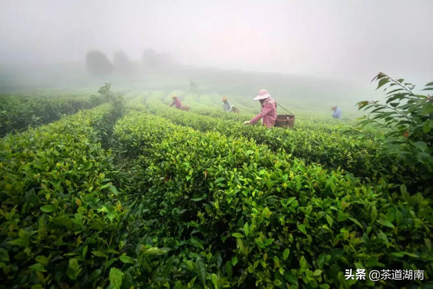 这个地方，用茶来诠释“幸福”与“安宁”