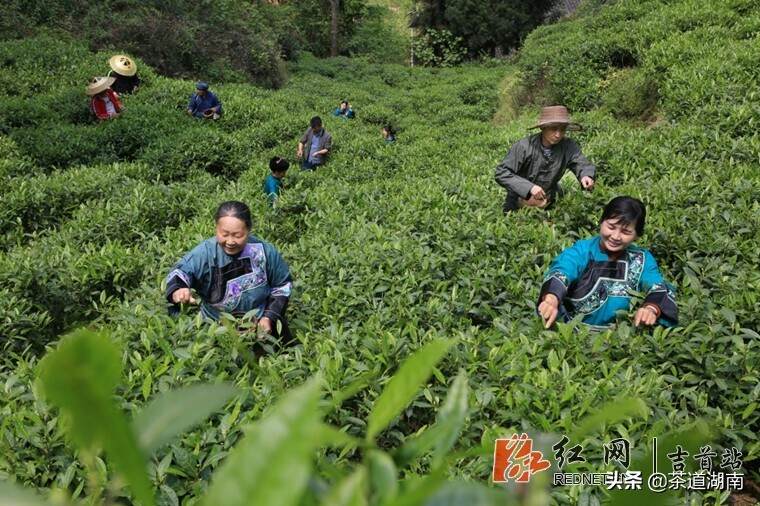 苦心孤诣茶飘香——湖南省吉首市挂职副市长王润龙与他的黄金茶梦