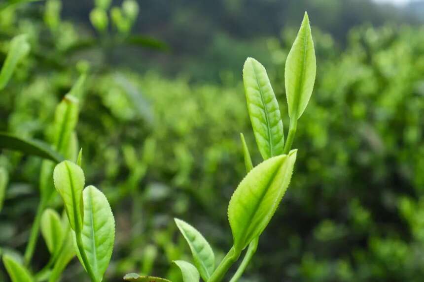 帝芙特茶说 | 这几个春茶盲点你要知道