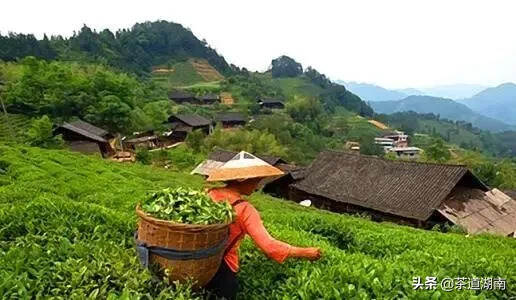 益阳茶故事 | 益阳茶厂援建临湘茶厂的故事