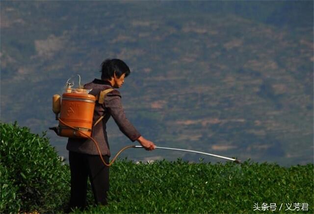 茶叶有农残，如何喝放心茶