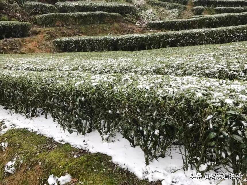 南方下起一场春雪，雪景虽好，可茶农却开心不起来，原因很现实