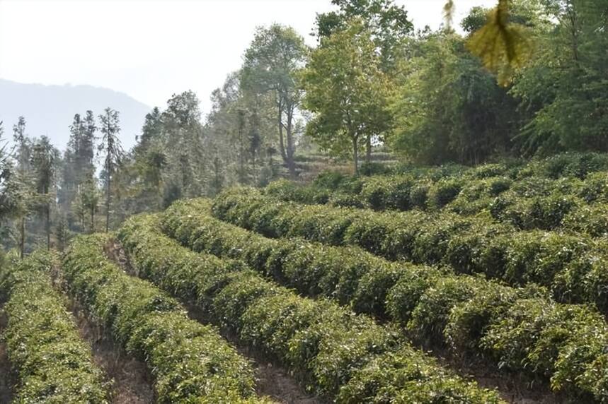 蒂芙特说茶：台地茶与古树茶，一母同胞的乔木大叶种家族成员