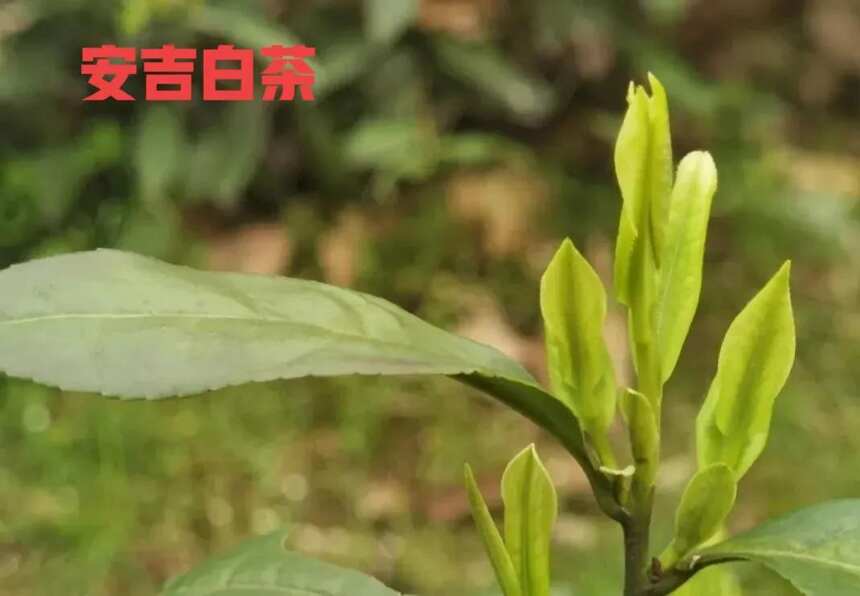 安吉白茶!