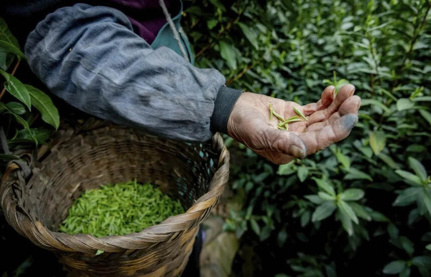 不管你喝不喝茶，都建议了解一下的中国茶知识