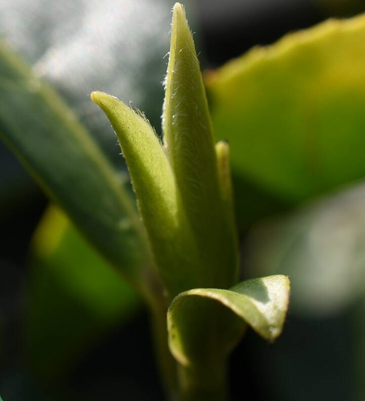 酷似龙井茶，这种早春绿茶味鲜爽口，让你提早感受春天气息