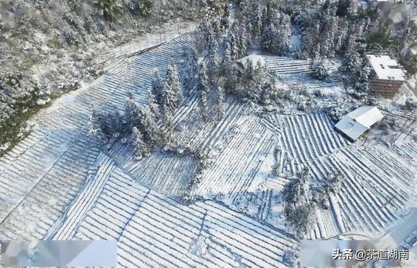 瑞雪兆好茶，看这些银装素裹的茶园就知道！