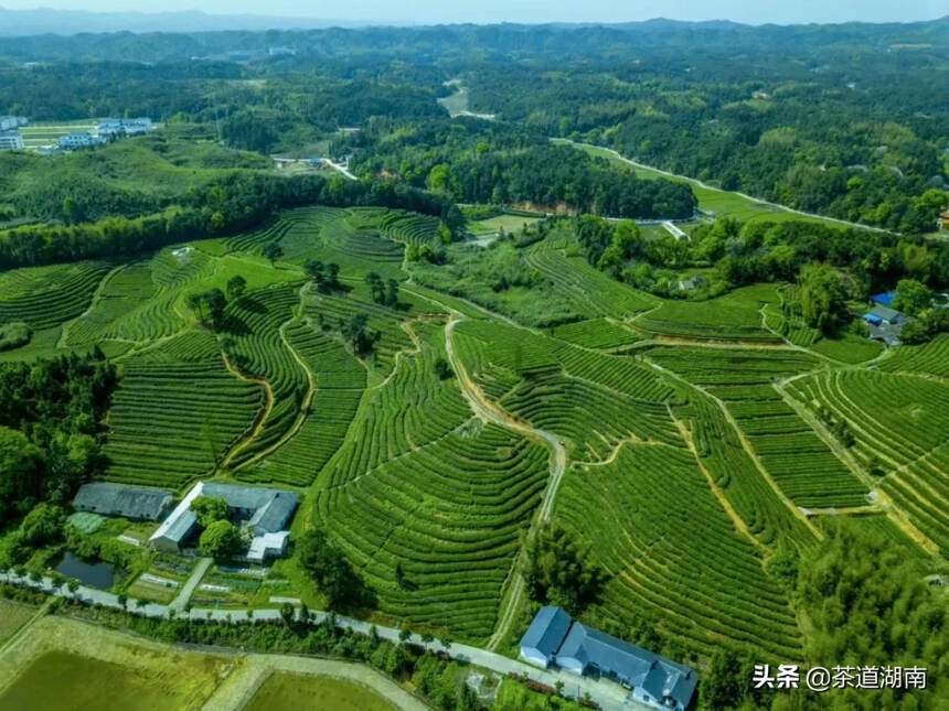 长沙绿茶春季产销两旺