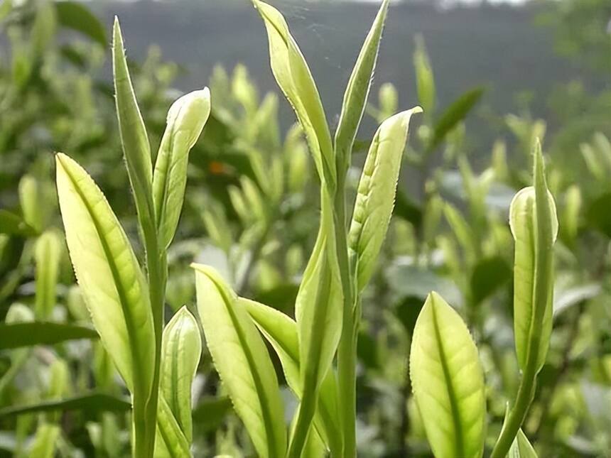 帝芙特说茶：云南白化茶树种质——勐海黄叶