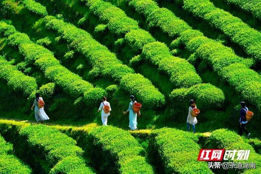 安化：采茶好时节 来把春天饮