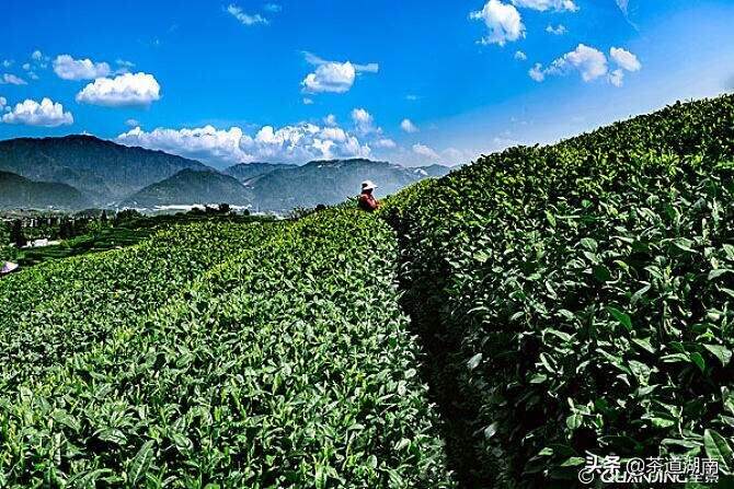 如何在疫情防控期间加强春季茶园管理