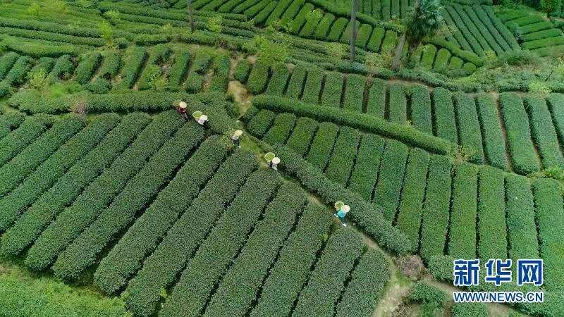 成都蒲江县：人勤春早，茶旅蓬勃