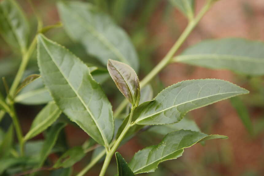 茶山风光无限好，茶农辛勤打拼中，好茶粒粒皆辛苦