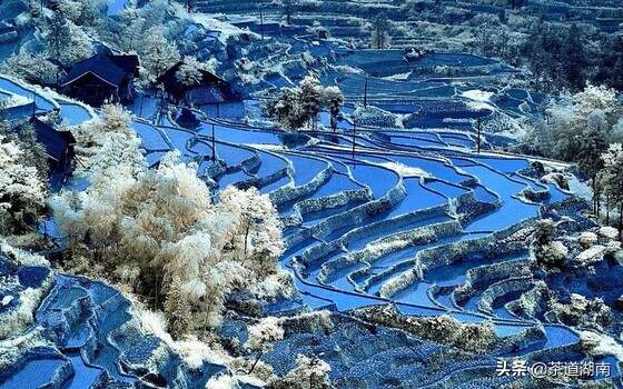 茶文：蒙洱雪芽迎“冬”生长！