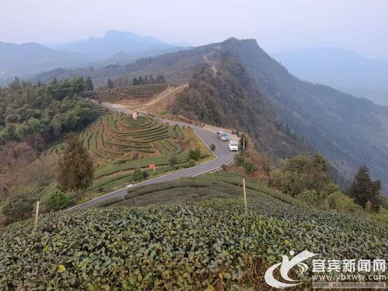 深度挖掘资源 持续擦亮宜宾茶业金字招牌