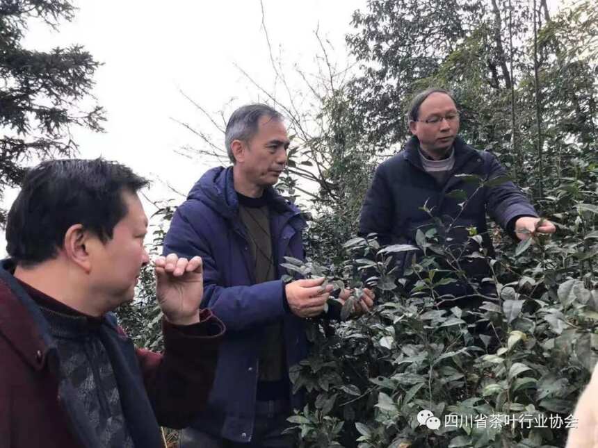 四川省茶叶行业协会一行调研雅安雨城、眉山洪雅茶企