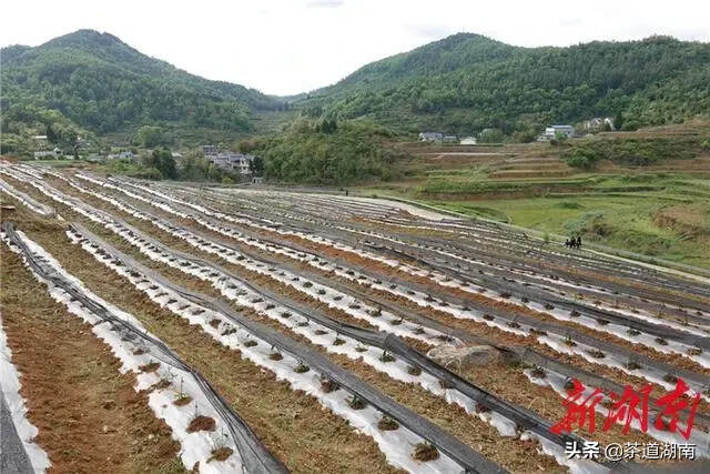 茶界专业人士考察吉首湘西黄金茶产业