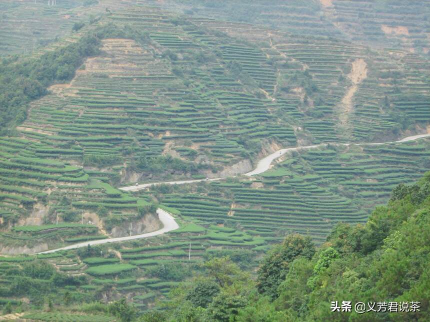 常作铁观音的“备胎”，不说很多人不知道，却是地道闽南乌龙好茶