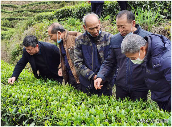 湘情红茶业：洪公寨茶园基地春光美、春意闹