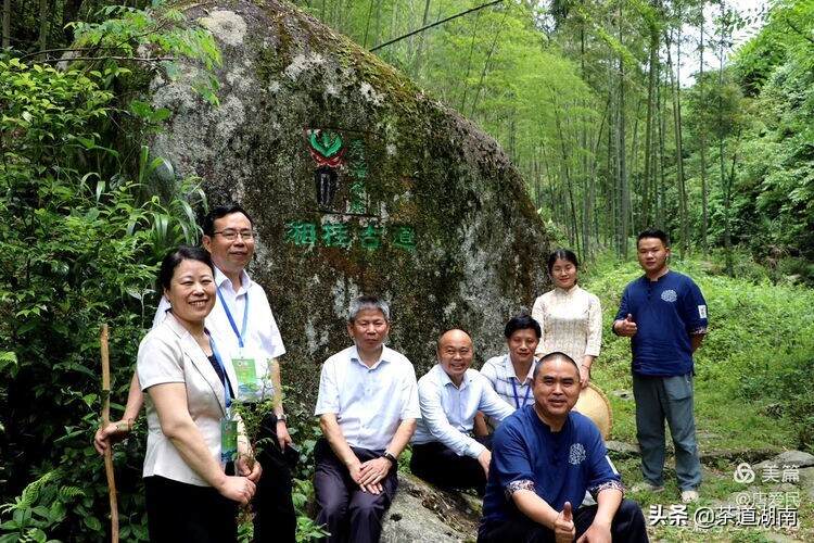 山看张家界，野茶数舜皇山