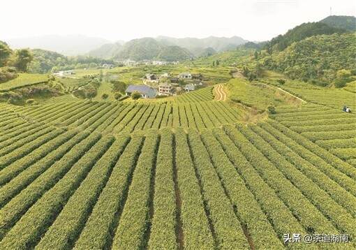 茶叶铺就脱贫路