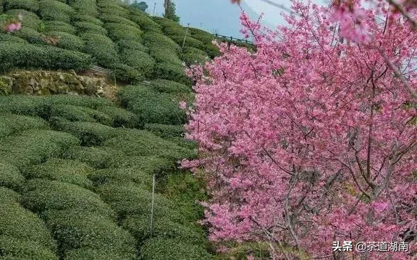 茶园樱开，美得寂寞却不孤单