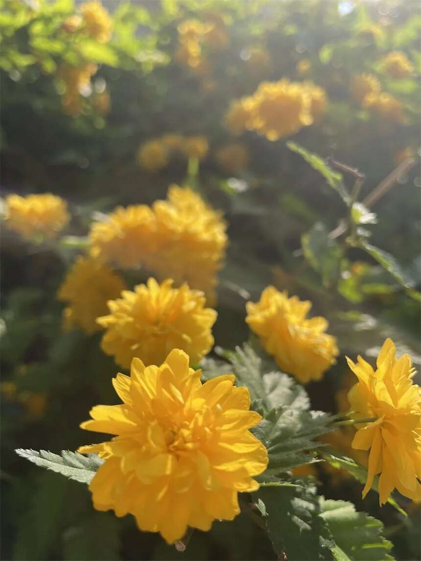 苏州护城河畔不起眼的小花，是我们忽视的另一个春天