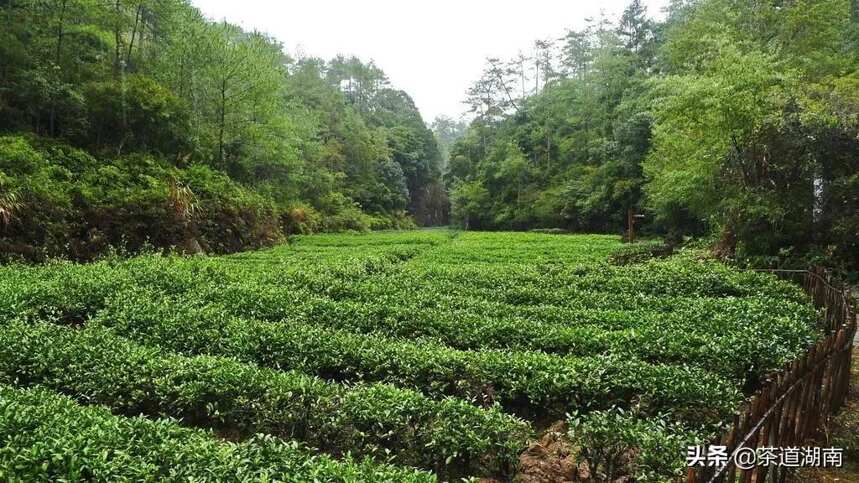 以茶之名道吉祥！这些吉祥的茶名，你知道几个？