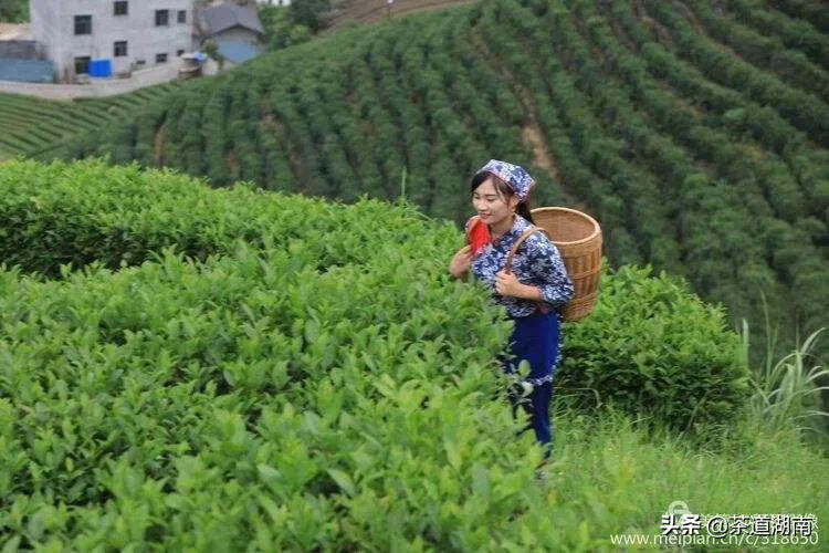 茶文：石光明楹联：我有青山五百年——题古楼御茶园门联