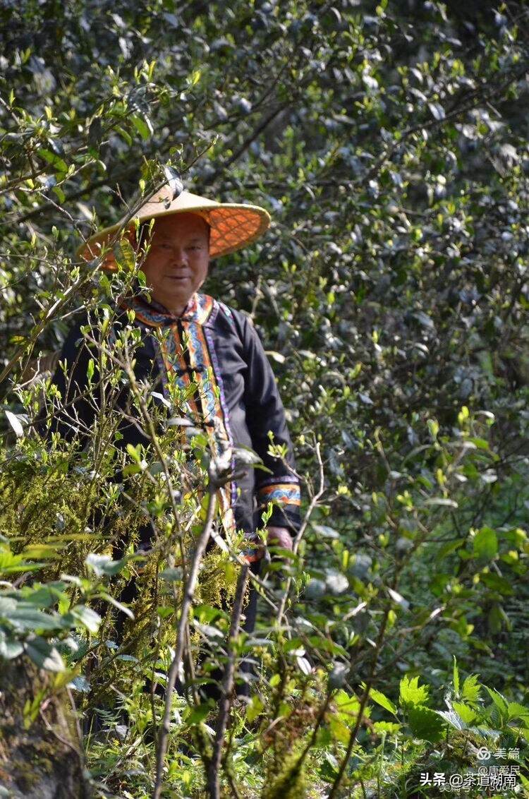 山看张家界，野茶数舜皇山