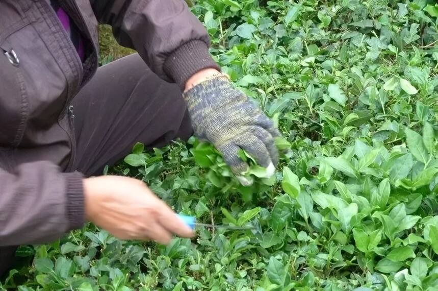 「有声品读藏茶」刀子茶