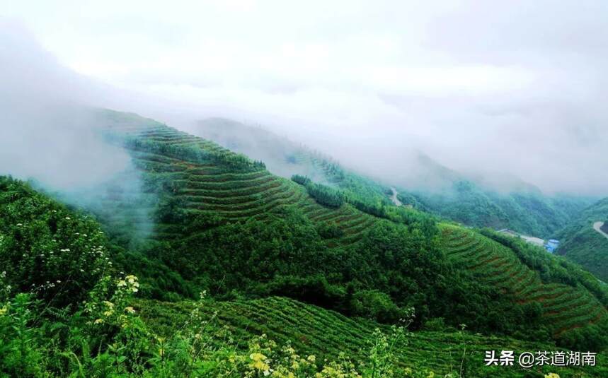 蒙洱茶开始大面积采摘