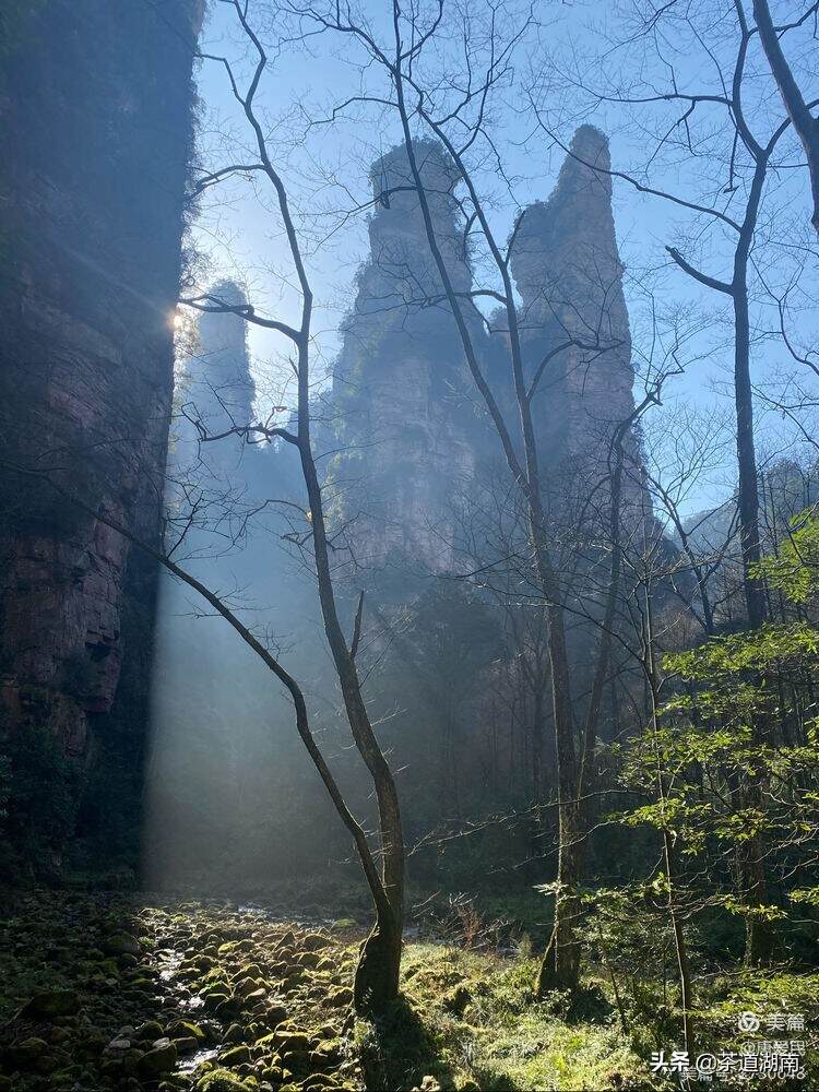 山看张家界，野茶数舜皇山