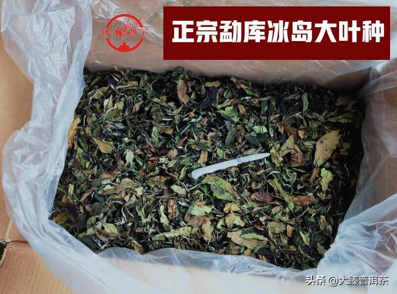 大臻冰岛古韵白茶｜白茶珍宝