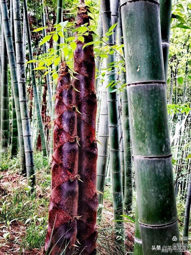 梅山涵：你的“真味茶”已然在苍峰山香起