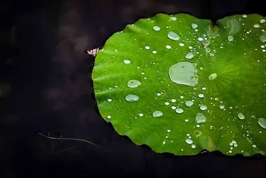 最具“文气”的7种茶室绿植