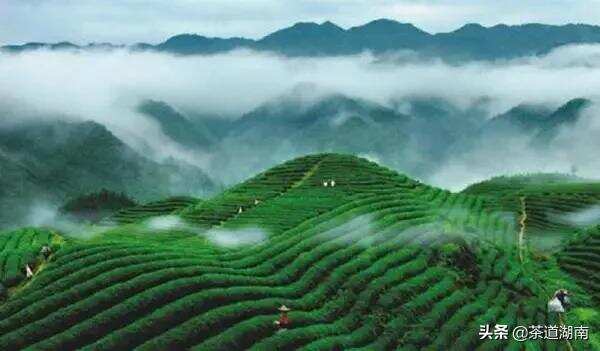 沅陵红茶获大奖