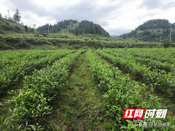 湖南省、湘西州专家调研龙山县茶产业