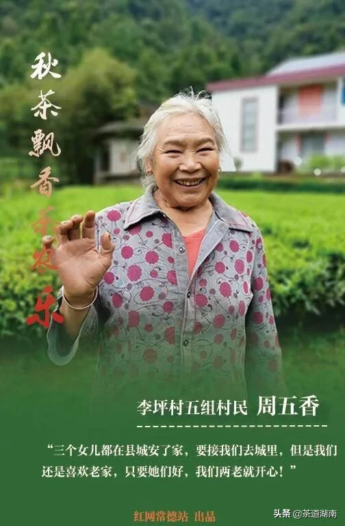 壶瓶山上茶叶飘香，茶农“过上了不敢想的生活”