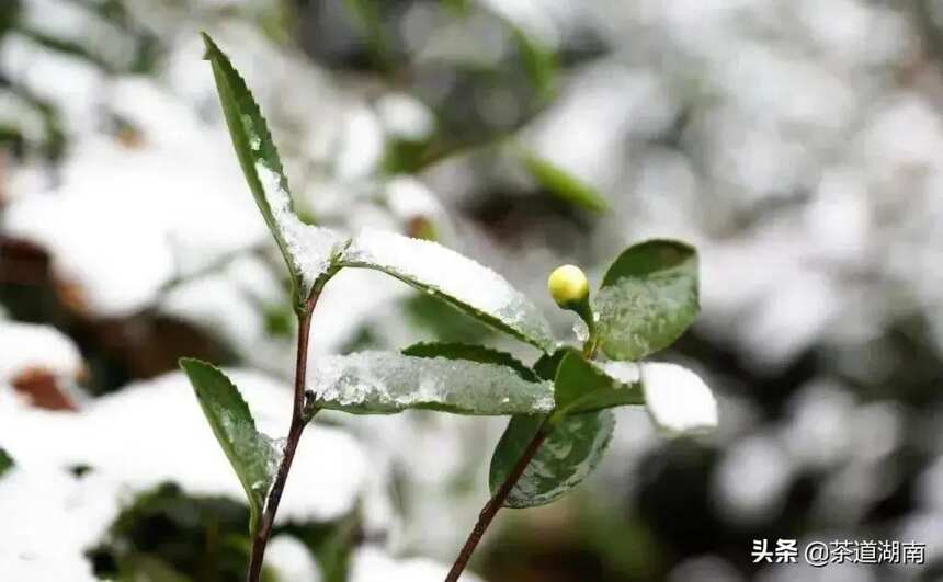 瑞雪兆好茶，看这些银装素裹的茶园就知道！