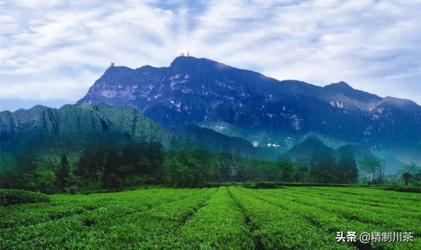 禅茶一味般若心——峨眉雪芽的般若味