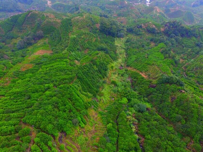 “浅谈”凤凰单丛的甜、回甘、厚度、山韵