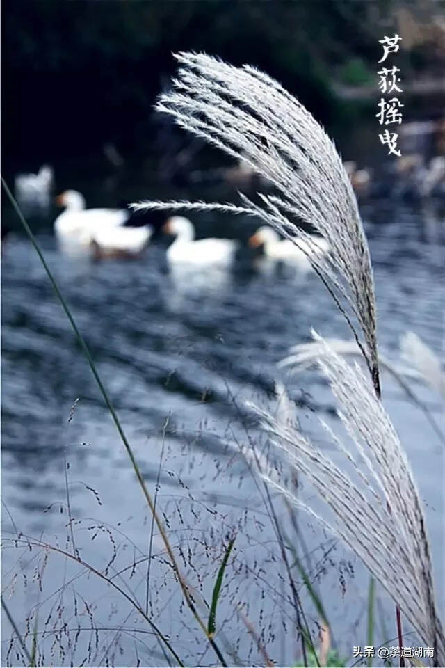 秋白露，恰似一杯饶有余味的茶