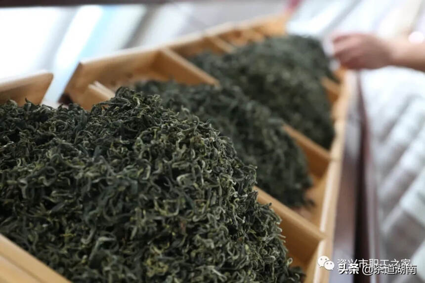 资兴市第二届“工匠杯”技能竞赛——手工制茶竞赛成功举行