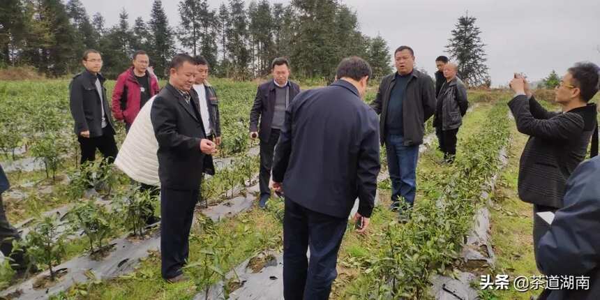 副市长谷纲要率团赴花垣县考察学习茶产业发展经验