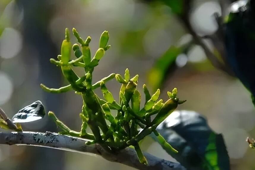 狗枯脑、碎银子、螃蟹脚……这都是些什么神仙茶？