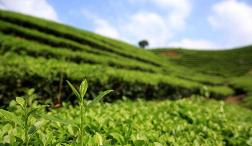 帝芙特茶说 | 这几个春茶盲点你要知道