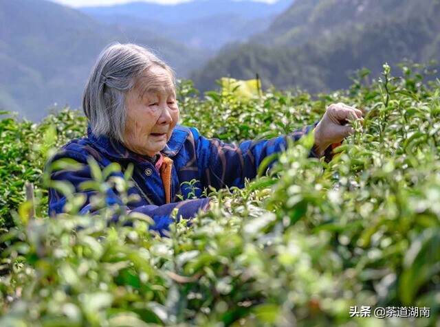 走上茶路奔小康—“十大精准脱贫先进县”新化