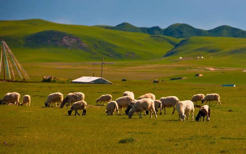 羊来茶往，回赠蒙古国的青砖茶原来有着这么辉煌的历史